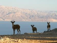 ים המלח – טבע והיסטוריה ים המלח – טבע והיסטוריה