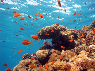 שוניות האלמוגים